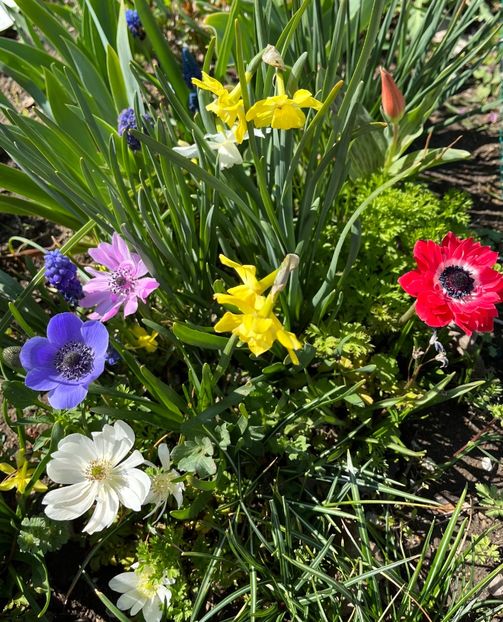 522D1371-E7E4-42A2-857F-5EB6893EDF38 - Narcise 2019 2022 25