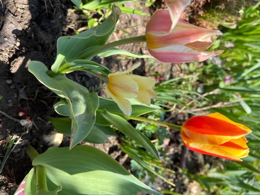 F2D3A665-CA40-4A99-A878-42E1EBCF2DCB - Narcise 2019 2022 25