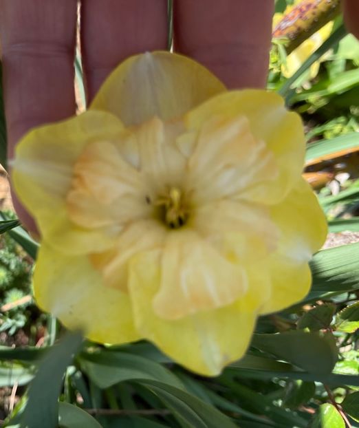 3617C6B4-0351-483E-92CF-E36DBBCC05AF - Narcise 2019 2022 25