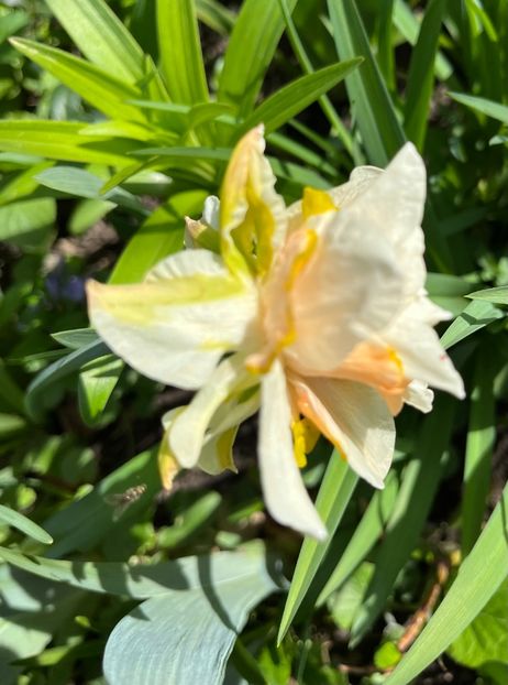 9B1D7A58-D926-4874-8888-63B7DC6AF121 - Narcise 2019 2022 25