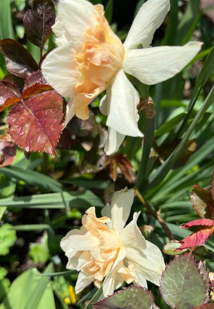 89C3545E-6088-4181-A3C6-370DAB124C3A - Narcise 2019 2022 25