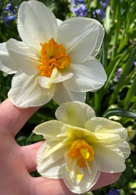 55BF41AD-3BBA-40ED-978A-7DC54D6AAF04 - Narcise 2019 2022 25