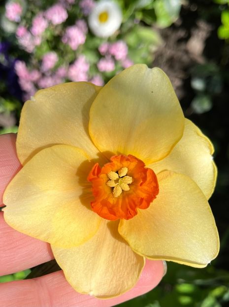 1E6F7ED8-BE22-4099-8046-30650F8BF9D1 - Narcise 2019 2022 25