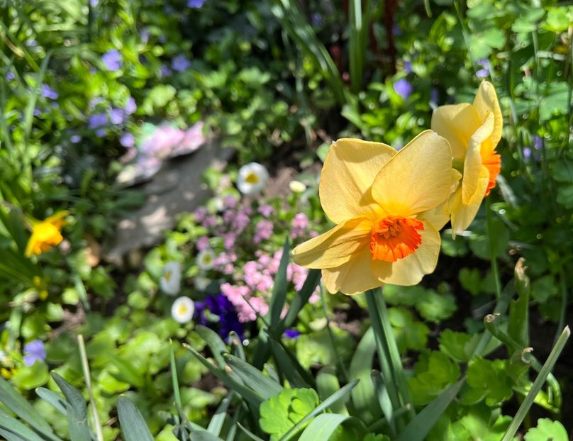 7E1BC3D5-F89E-4547-A144-5DCC675C3144 - Narcise 2019 2022 25