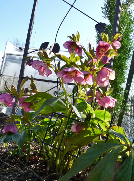  - Helleborus - Spanz