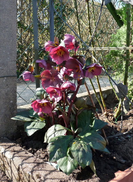  - Helleborus - Spanz