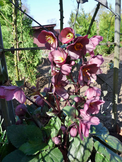  - Helleborus - Spanz