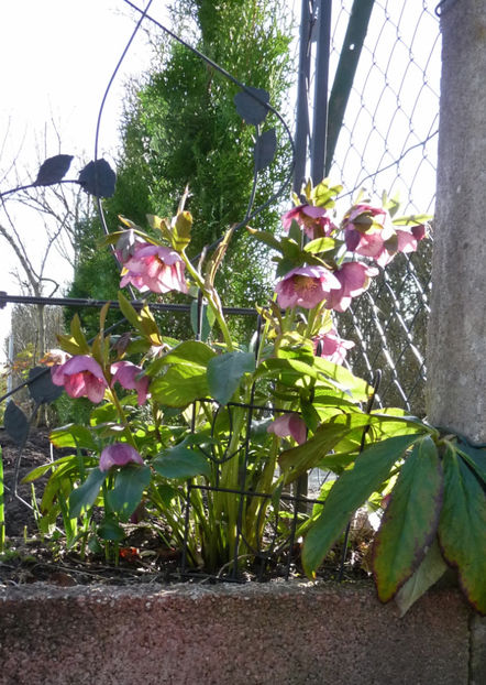  - Helleborus - Spanz