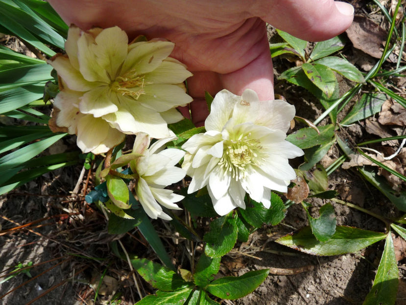  - Helleborus - Spanz