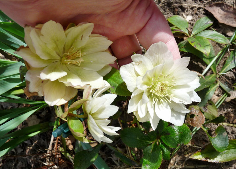  - Helleborus - Spanz
