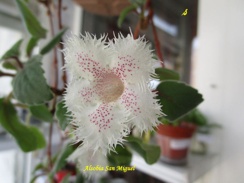 Alsobia San Miguel(11-04-2022) - Gesneriaceae 2022