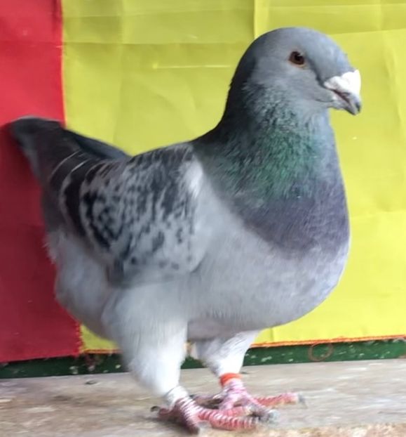 Mascul 2021 - Masculi pentru 2022