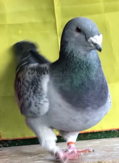 Vandut - Masculi pentru 2022