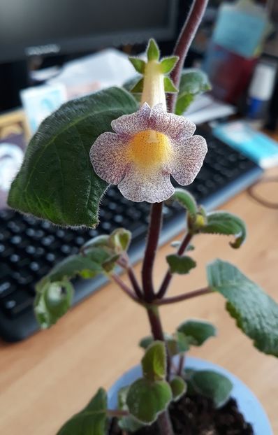 ❤ - 0001 2022 - MM s Mihail