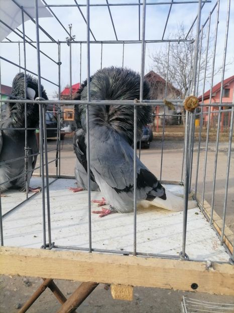  - maria stuar albastrii