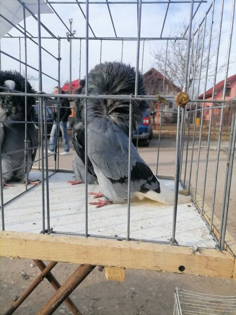  - maria stuar albastrii