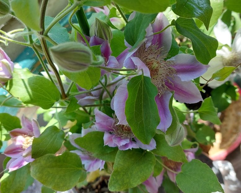  - Clematita Dr Ruppel