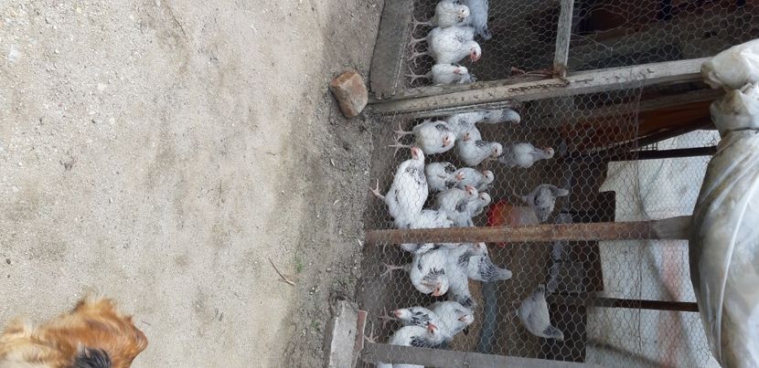  - Pui sussex 2022 seria 1-din 22 februarie