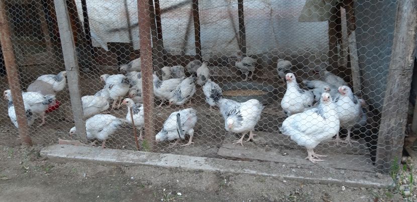  - Pui sussex 2022 seria 1-din 22 februarie