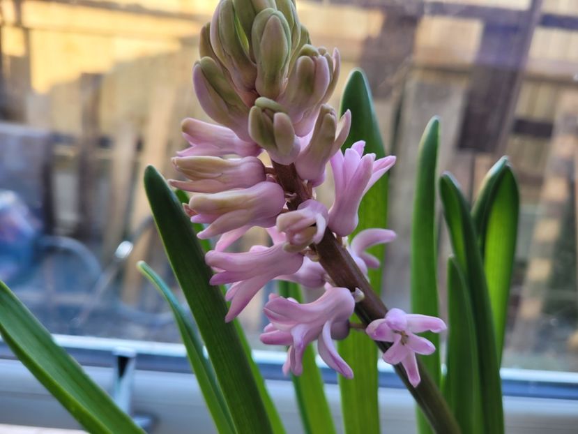 Zambila  roz - Florile mele din Anglia