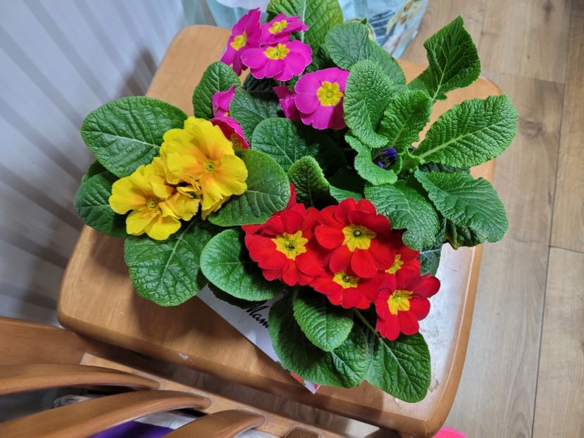 Primule  - Florile mele din Anglia