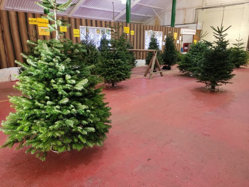 Magazin cu vanzare de brazi  - Diverse