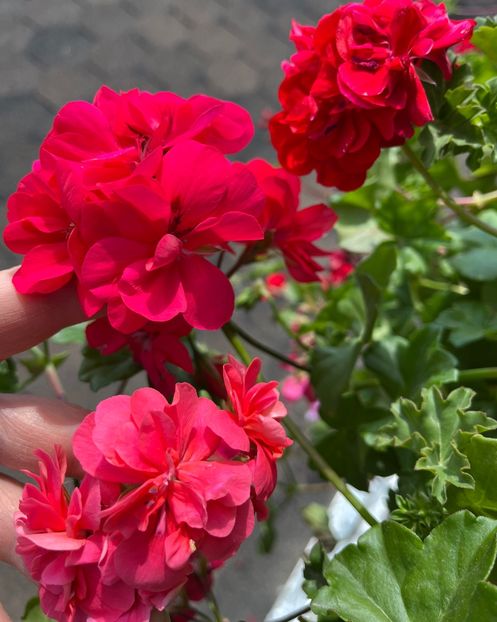 A2AA35FA-BD8F-4473-BB13-B0A872E5F821 - Muscate 2021 22