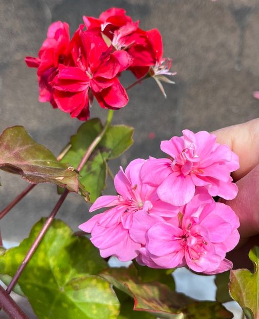 B89DDA0C-C7BE-4B50-8C41-1A2BDF1757A4 - Muscate 2021 22