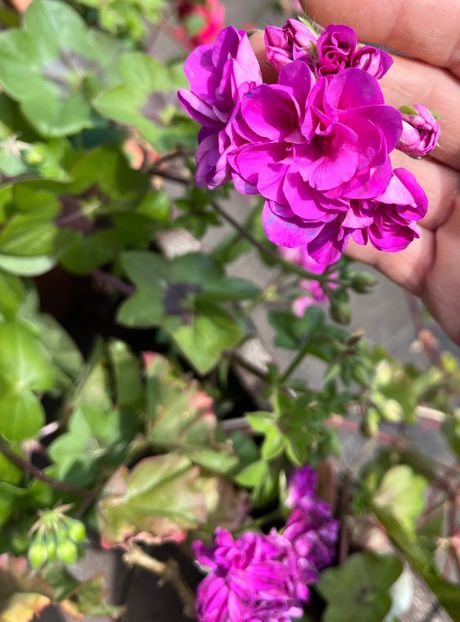 94B37DD5-D8DA-42ED-A2FC-573EE715EB7B - Muscate 2021 22