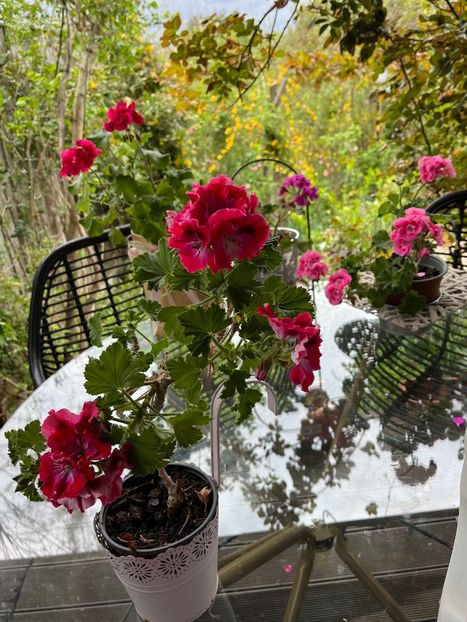 0EE0B576-06AF-45D7-8DB3-9BF4B7580C6B - Muscate 2021 22