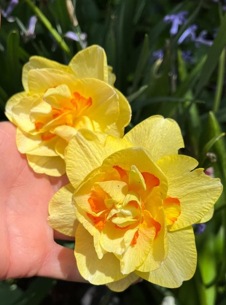 Apotheose - Narcise 2019 2022 25