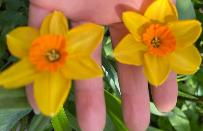 Kedron - Narcise 2019 2022 25