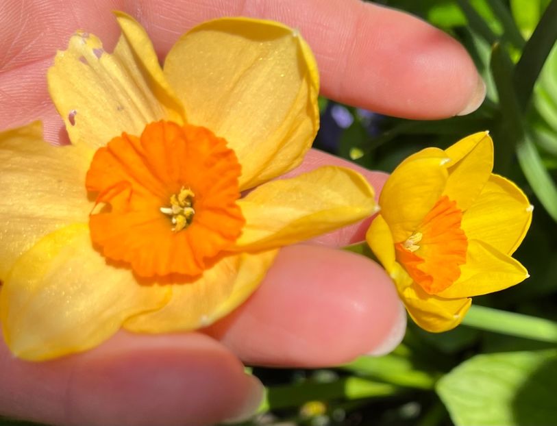 0CBE7F35-6947-4D84-A0A0-9E9E36E7D73B - Narcise 2019 2022 25