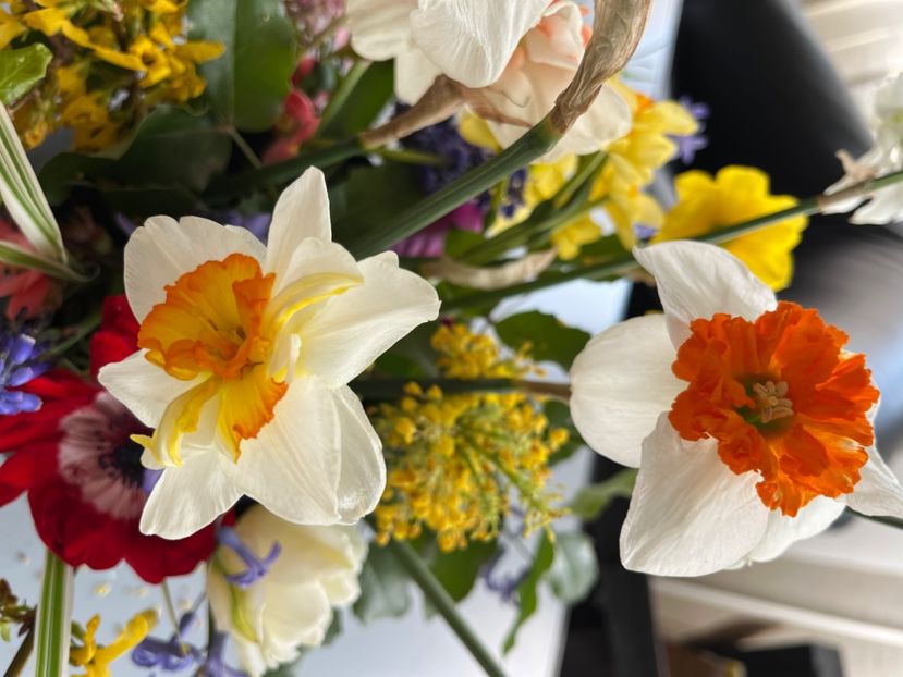 39B3334A-2841-4F5B-9AE1-930CCD06BE12 - Narcise 2019 2022 25