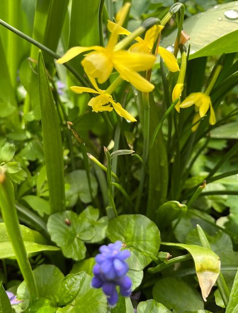 5A8C1464-D014-43F0-BF29-4853E42FE3A4 - Narcise 2019 2022 25