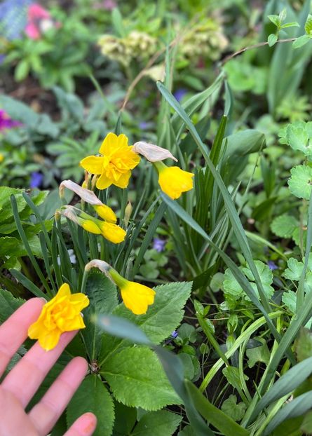 2B2C568E-0720-44F1-8D89-D137421E6774 - Narcise 2019 2022 25