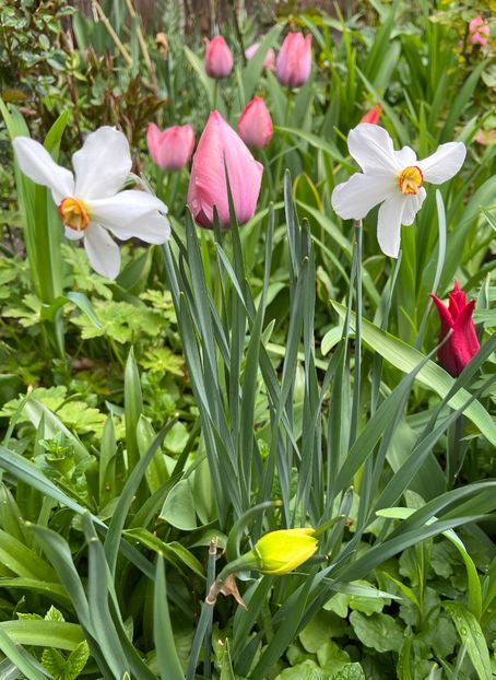 489CDC9A-4CEB-4DB4-9E69-760467E21994 - Narcise 2019 2022 25