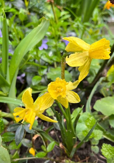 461662DD-9B4A-4949-8F93-11E1B4B8B471 - Narcise 2019 2022 25