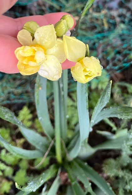 C6CDCA56-C06B-41E7-A562-0ACE991BB38D - Narcise 2019 2022 25