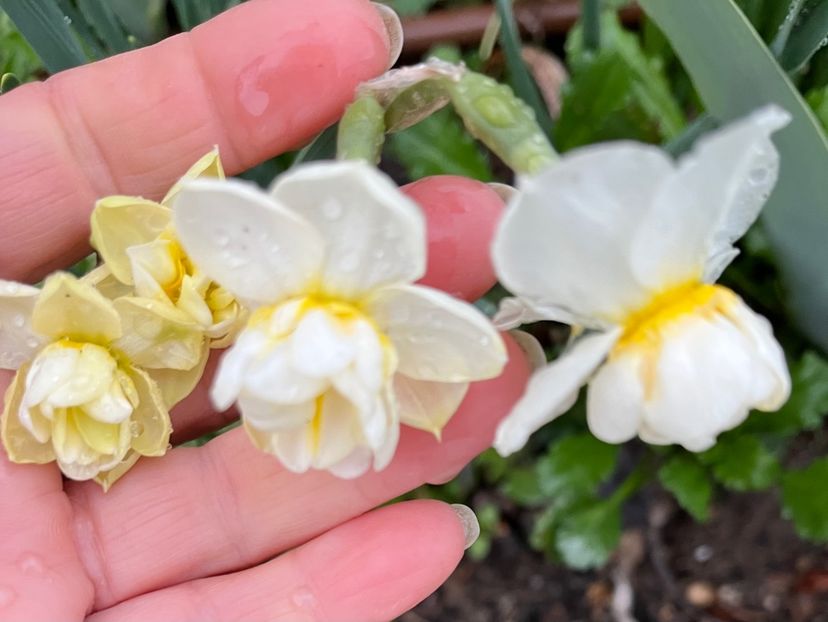 D0E003C4-77BF-4CF5-B0DB-702505101D8E - Narcise 2019 2022 25