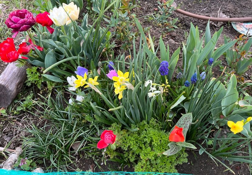 05066811-3DD2-49FC-8A9F-CB6C3EFC4451 - Narcise 2019 2022 25