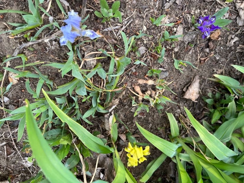 5D3771C1-634A-4D07-A2B5-CB19A2F3139F - Narcise 2019 2022 25