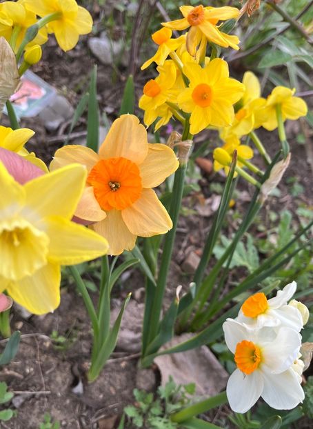 7FEB67A0-5B67-4530-803A-09918C402651 - Narcise 2019 2022 25