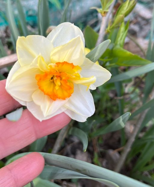 B0DD9634-93C5-4CF3-860E-AC0183BCA453 - Narcise 2019 2022 25