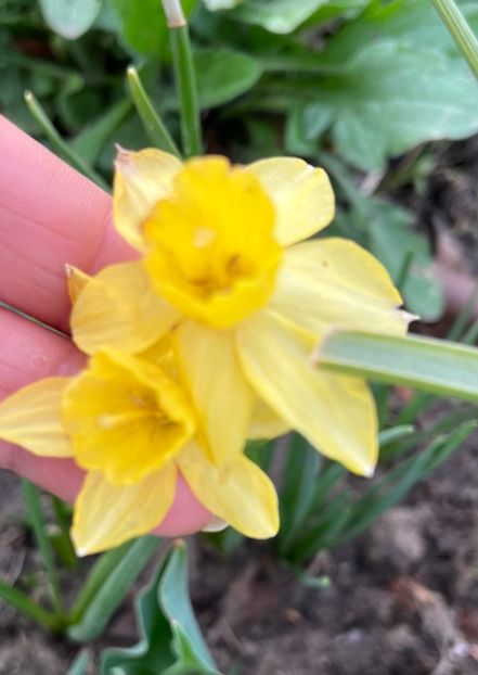 7E4EB983-73F3-44A0-8FF1-21827C0506B0 - Narcise 2019 2022 25