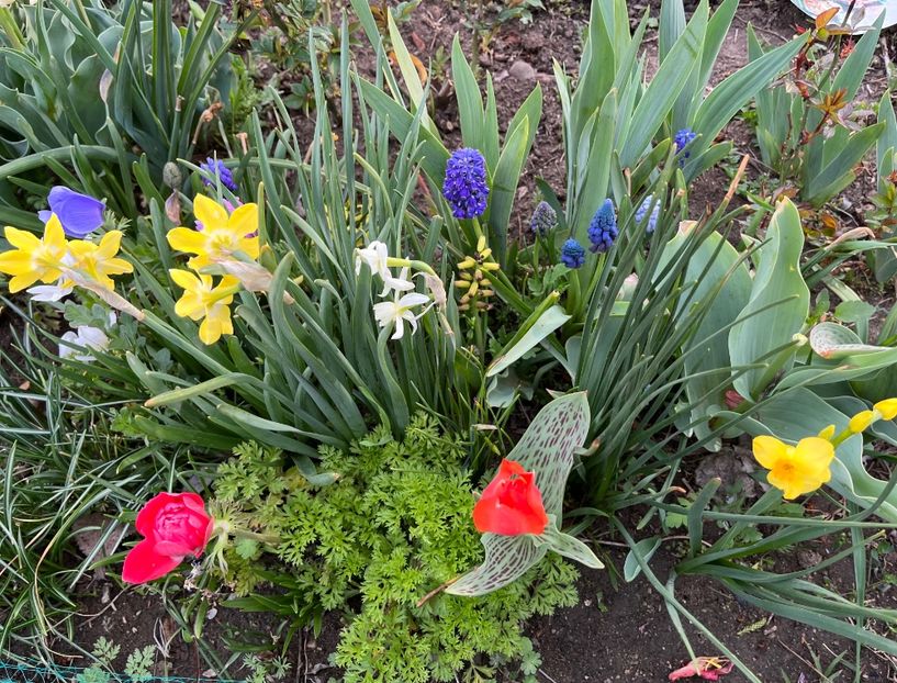 AF6710C6-0F59-4CFE-A7D5-749DB0A05088 - Narcise 2019 2022 25