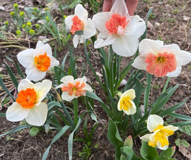 4093AC5F-E9CC-4764-8000-E01BCD934786 - Narcise 2019 2022 25