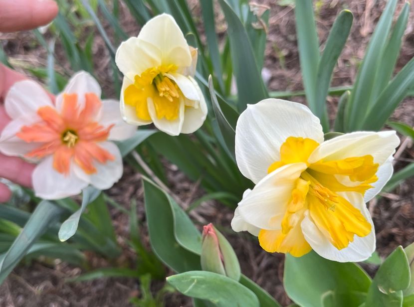 8C1580D3-747C-40B7-B912-C7469496319A - Narcise 2019 2022 25