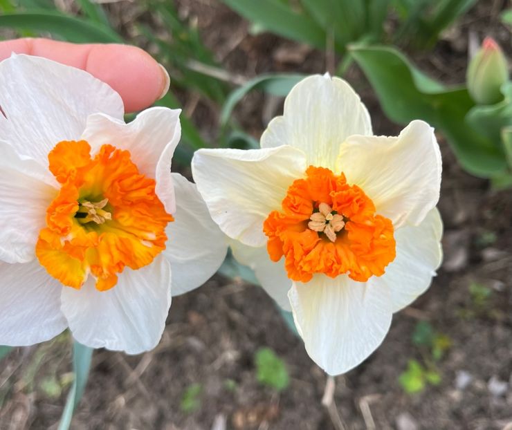 F6A0E9C6-4D81-41A2-80F3-C9D7A1E63F74 - Narcise 2019 2022 25