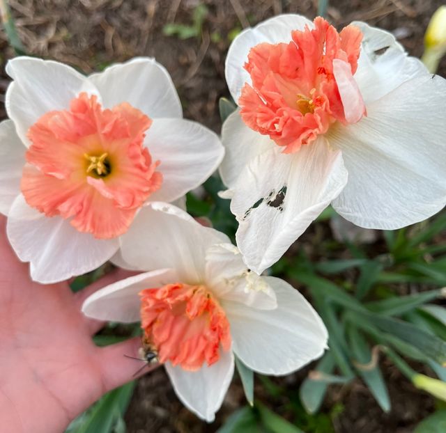 Precocious - Narcise 2019 2022 25